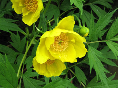 Paeonia ludlowii - medium image 1