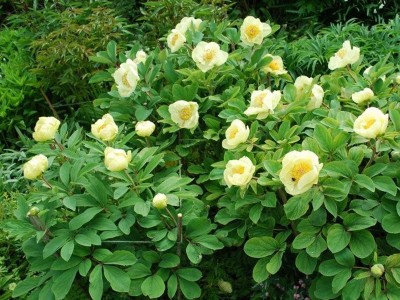 Paeonia mlokosewitschii AGM - medium image 1