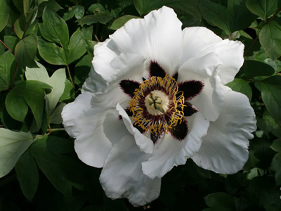 Paeonia rockii - medium image 1