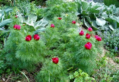 Paeonia tenuifolia - medium image 1
