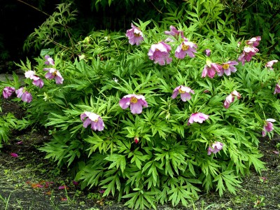 Paeonia veitchii - medium image 1