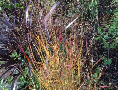 Panicum virgatum 'Sangria' - medium image 1