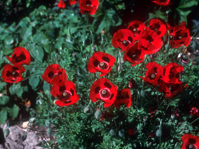 Papaver commutatum - medium image 1