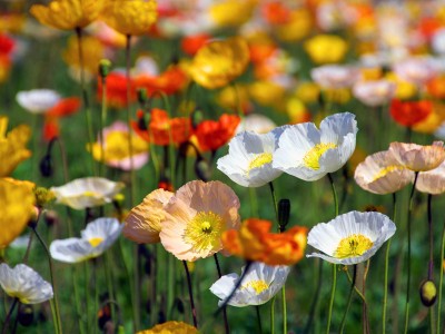Papaver nudicaule Deluxe Mix - medium image 1