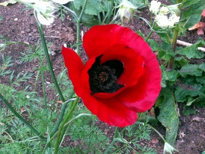 Papaver 'Paradise' - medium image 1