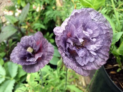 Papaver rhoeas 'Amazing Grey' - medium image 1