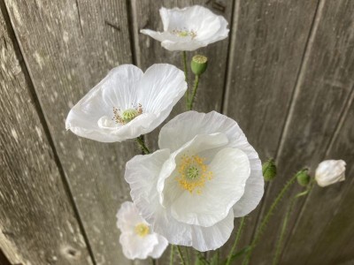 Papaver rhoeas 'Bridal Silk' - medium image 1