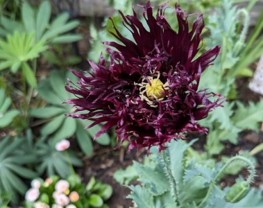 Papaver somniferum 'Black Swan' - medium image 1