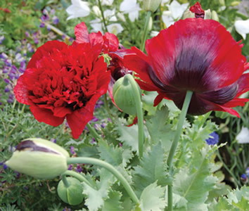 Papaver somniferum 'Boudoir Babe' - medium image 1