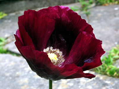 Papaver somniferum 'Laurens Grape' - medium image 1