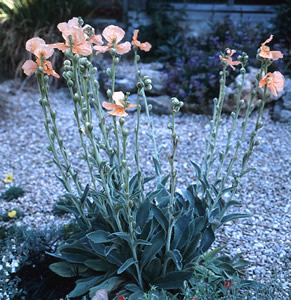 Papaver spicatum - medium image 1