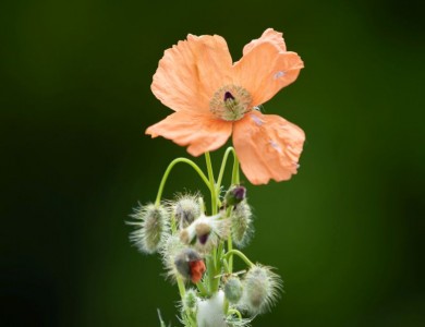 Papaver triniifolium - medium image 1