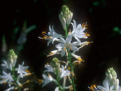Paradisea lusitanica - medium image 1