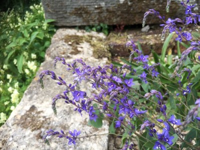 Parahebe perfoliata - medium image 1