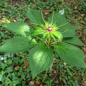 Paris polyphylla - medium image 1