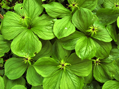 Paris quadrifolia - medium image 1