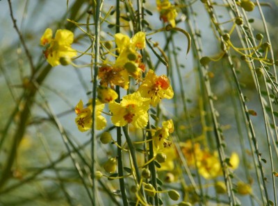 Parkinsonia aculeata - medium image 1