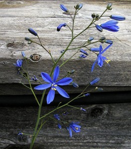 Pasithea caerulea - medium image 1