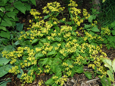 Patrinia gibbosa - medium image 1