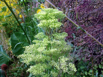Patrinia punctiflora - medium image 1