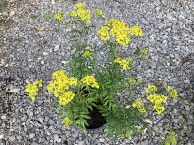 Patrinia rupestris - medium image 1