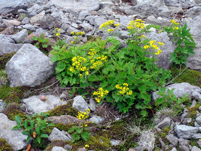 Patrinia triloba - medium image 1