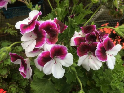 Pelargonium 'Australian Mystery' - medium image 1