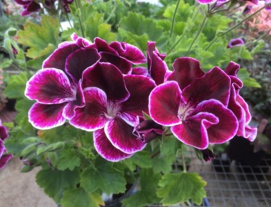 Pelargonium 'Black Prince' - medium image 1