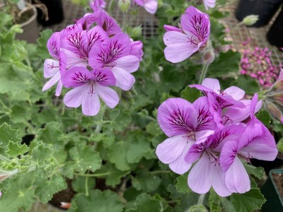 Pelargonium 'Cola Bottles' - medium image 1