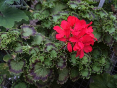 Pelargonium 'Distinction' - medium image 1