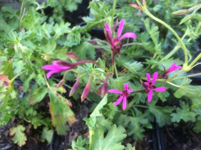 Pelargonium ionidiflorum - medium image 1
