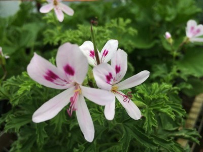 Pelargonium 'Lemon Kiss' - medium image 1