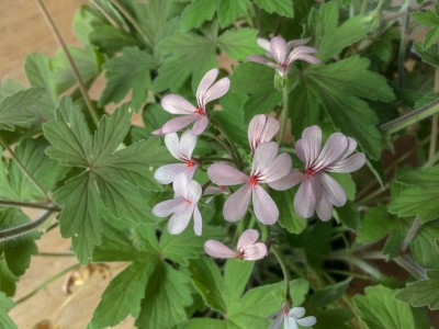 Pelargonium quinquelobatum - medium image 1