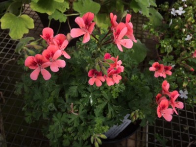 Pelargonium 'Salmon Angel' - medium image 1
