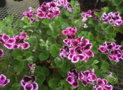 Pelargonium 'Sancho Panza' - medium image 1