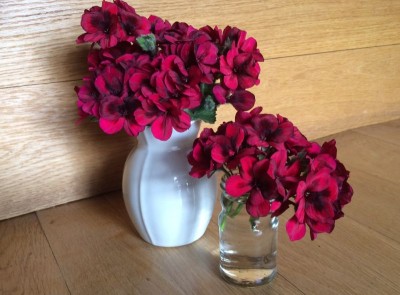 Pelargonium 'Voodoo' - medium image 1