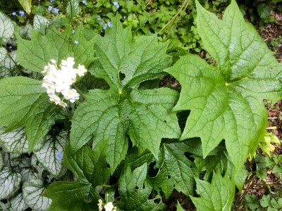 Peltoboykinia watanabei - medium image 1