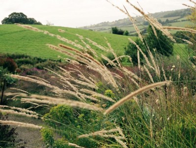 Pennisetum macrourum - medium image 1