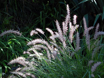 Pennisetum orientale - medium image 1