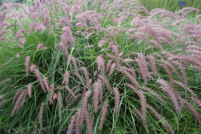 Pennisetum orientale 'Karley Rose' - medium image 1
