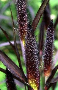 Pennisetum 'Purple Majesty' - medium image 1