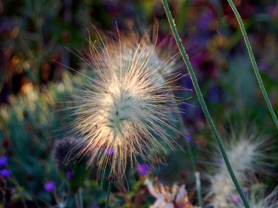 Pennisetum villosum - medium image 1