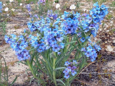 Penstemon angustifolius - medium image 1