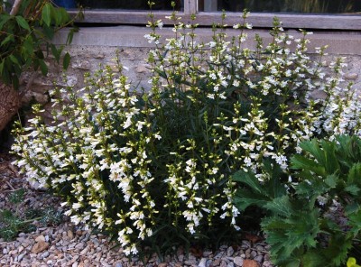 Penstemon 'Arctic Fox' - medium image 1