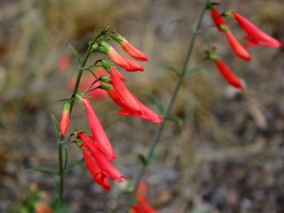 Penstemon barbatus ssp coccineus - medium image 1