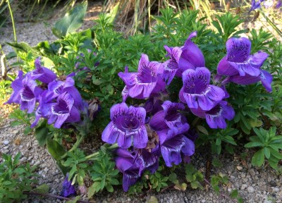 Penstemon cobaea - medium image 1