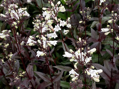 Penstemon digitalis 'Huskers Red' - medium image 1