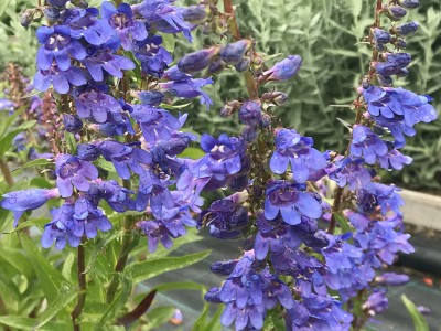 Penstemon heterophyllus 'Zuriblau' - medium image 1