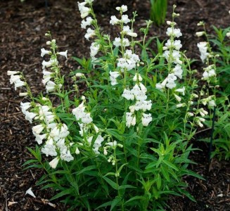 Penstemon 'Snowstorm' - medium image 1
