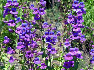 Penstemon spectabilis - medium image 1